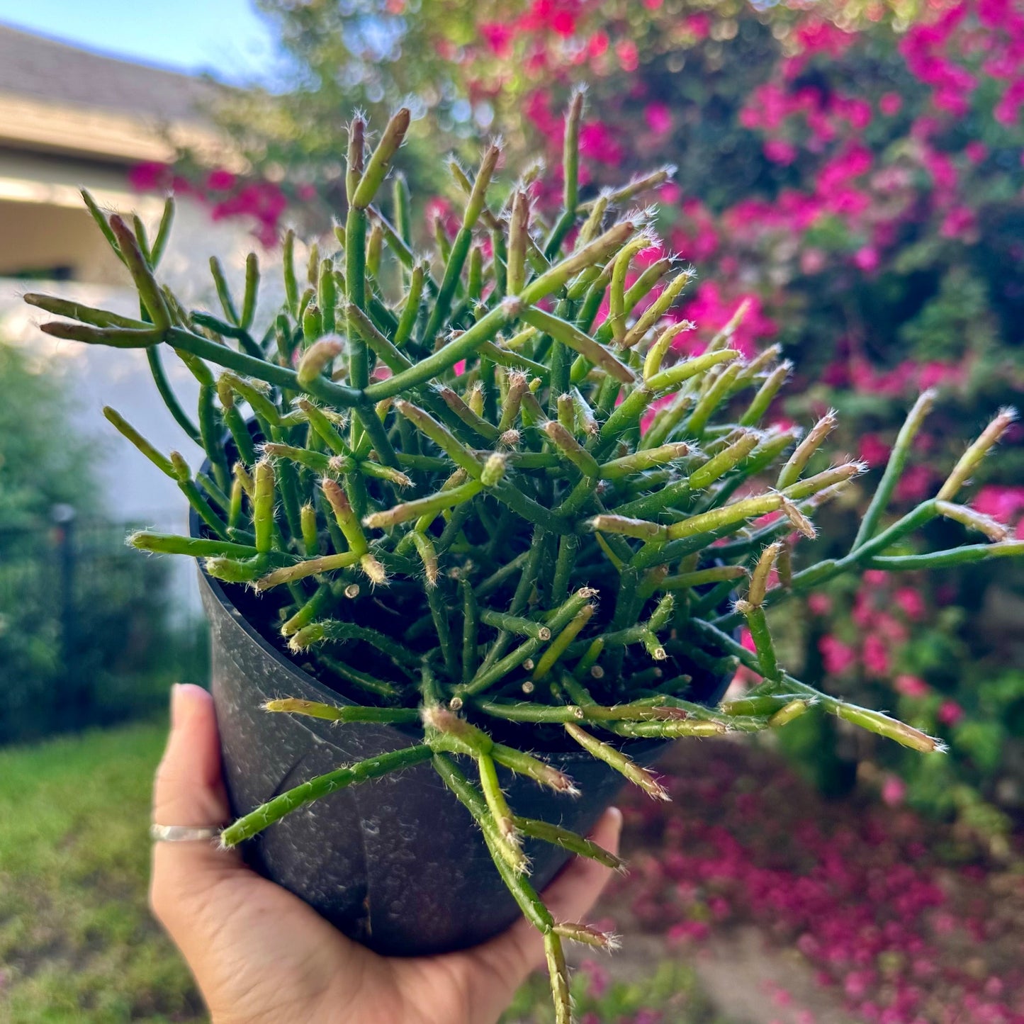 6” Rhipsalis Mistletoe Cactus