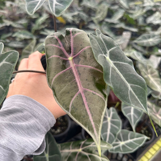 Alocasia longiloba purple vein - 4” pot