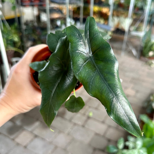 Alocasia princeps - 4” pot