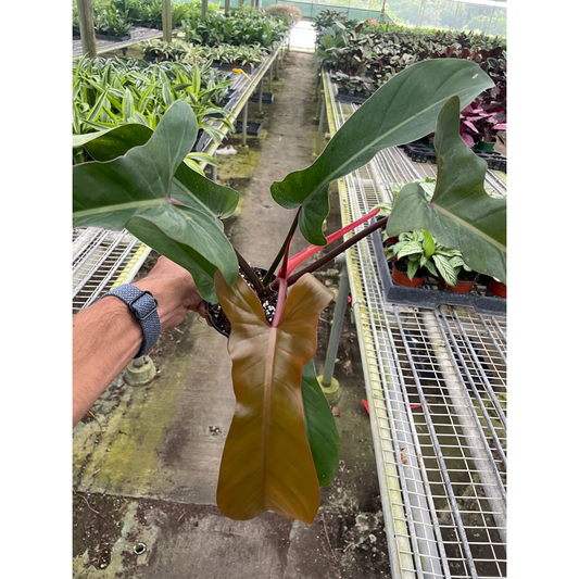 Philodendron 'Florida Bronze'