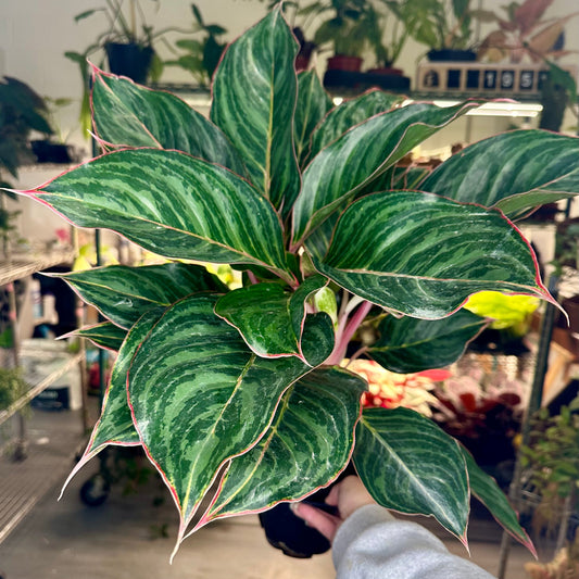 Aglaonema Moonstone Miles - 6” pot