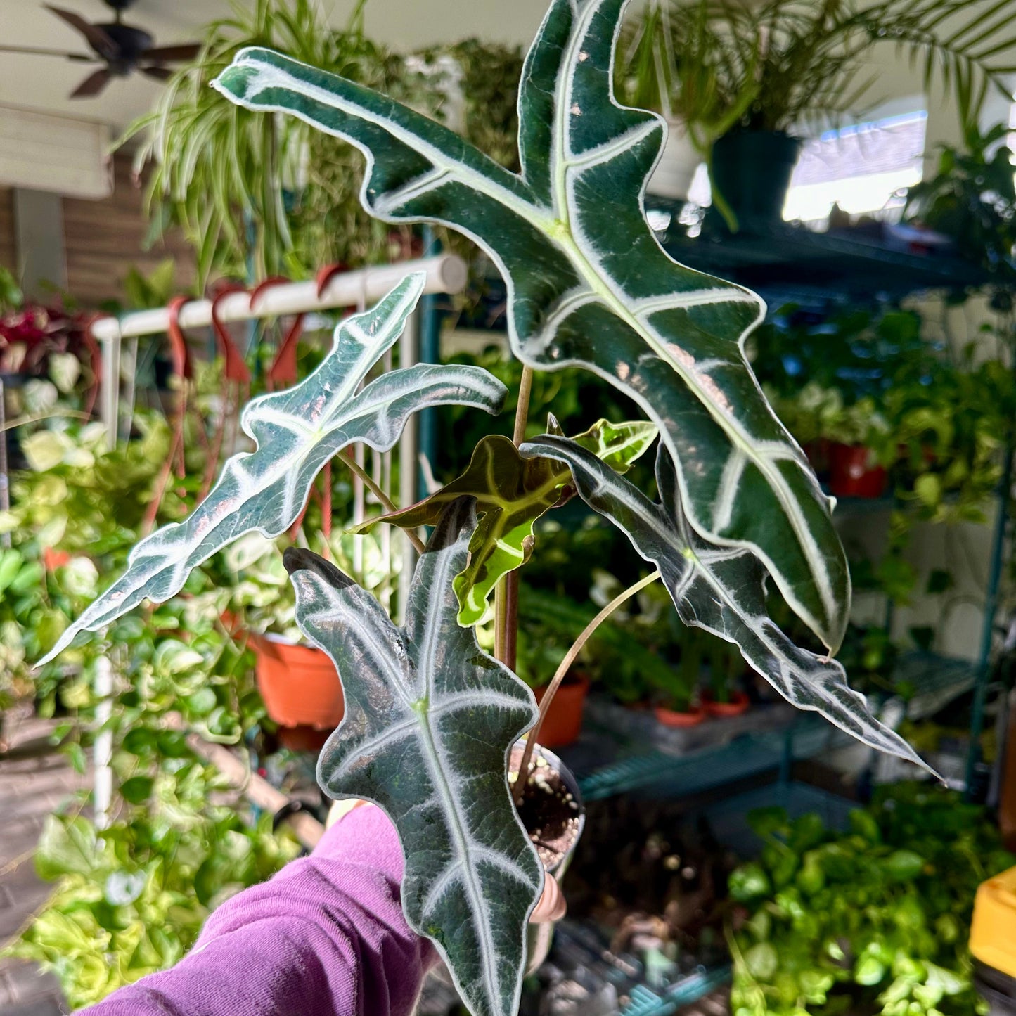 Alocasia nobilis - 4” pot