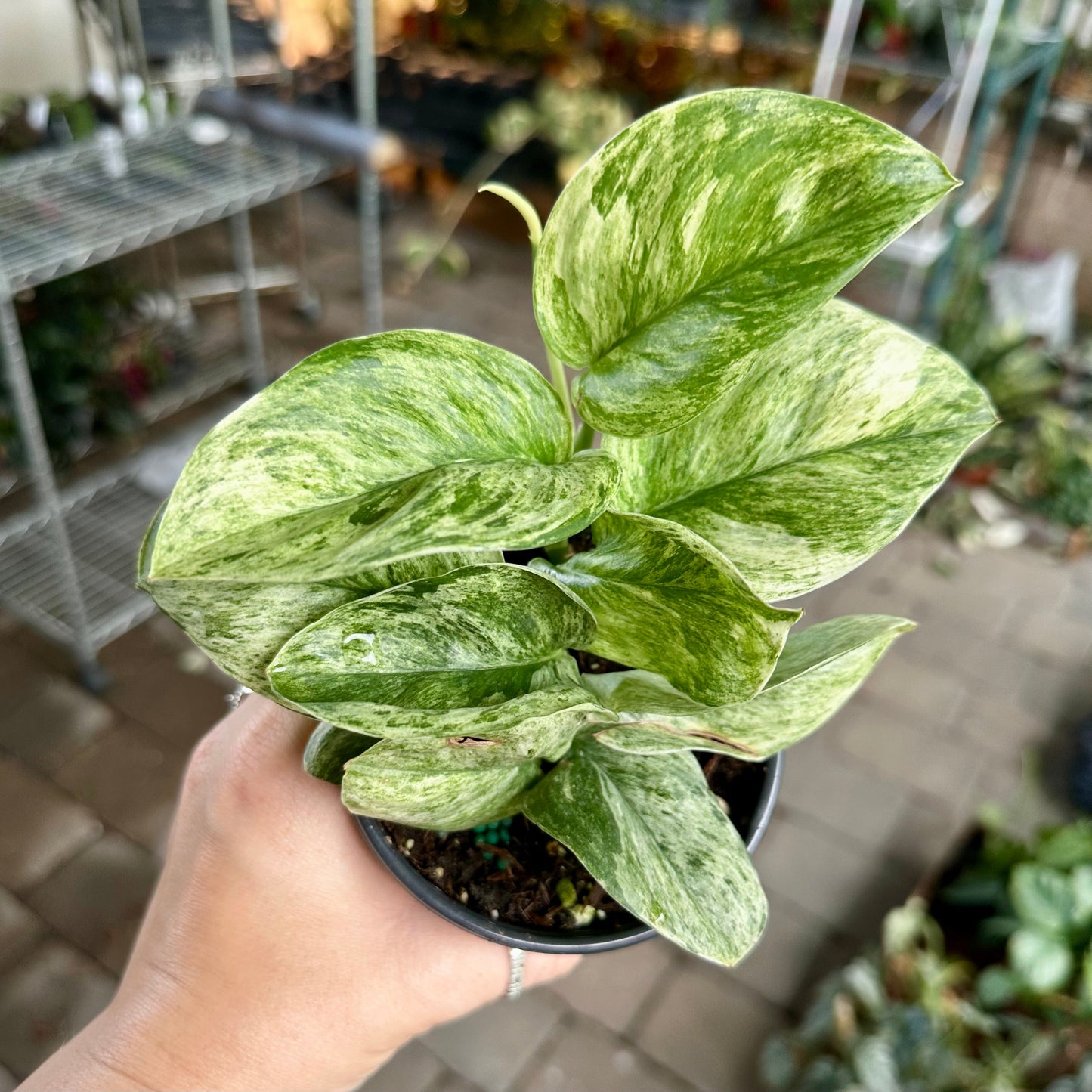 4" Scindapsus moonlight marble