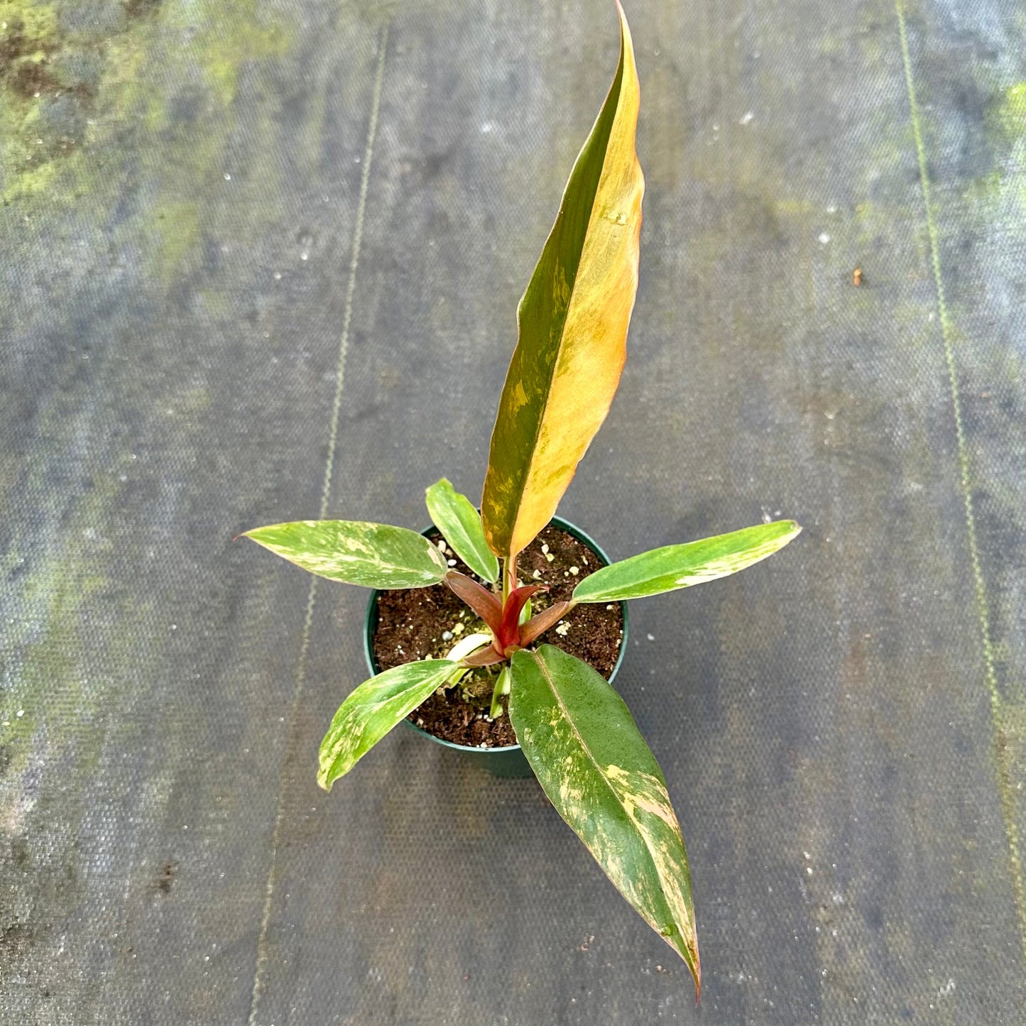4" Philodendron caramel marble