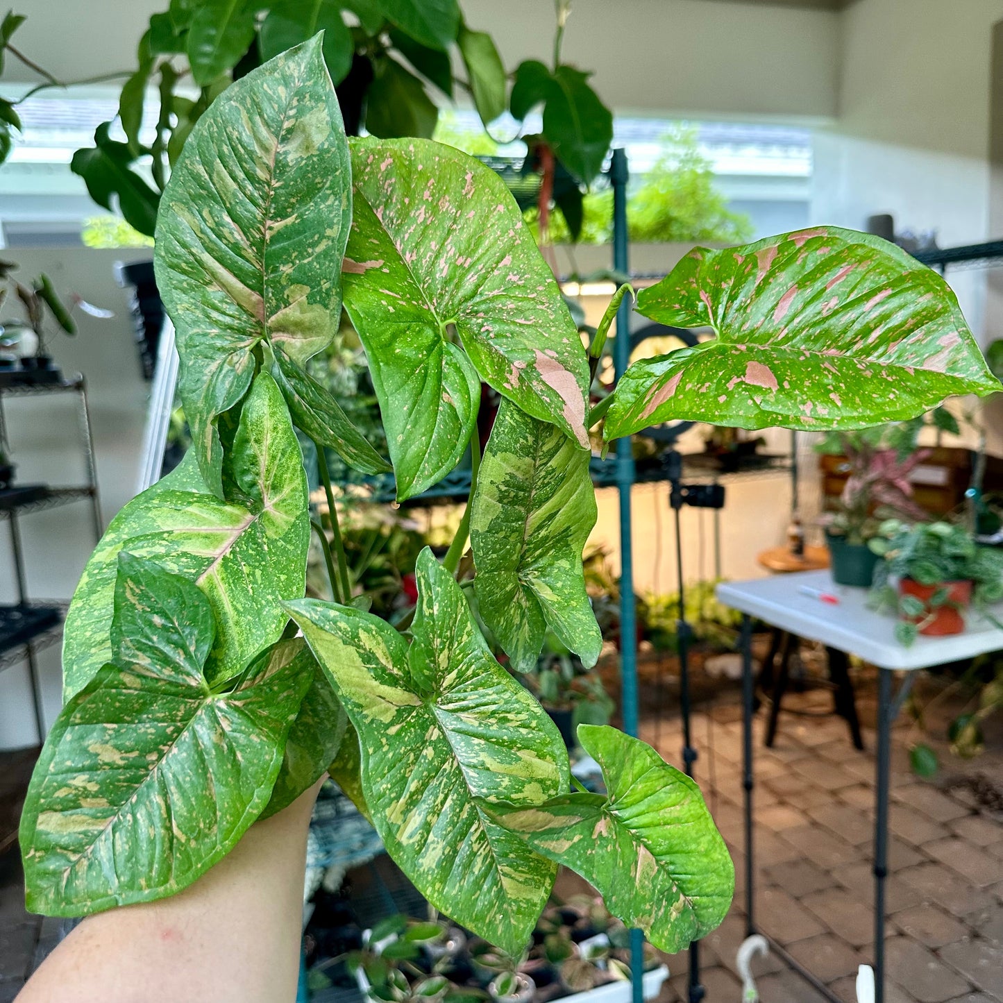 4” Syngonium pink splash allusion