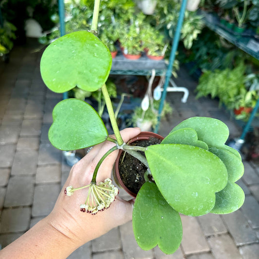 4” Hoya ‘Kerrii’