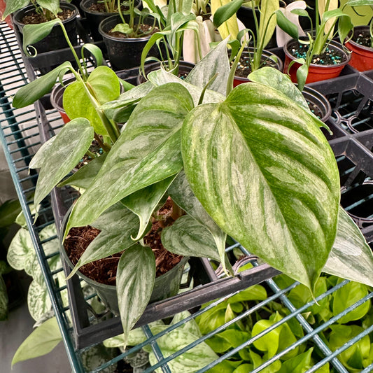 Philodendron sodiroi - 4” pot