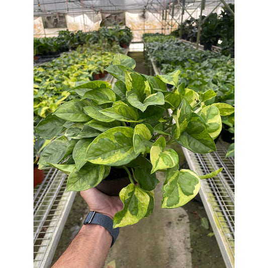 Pothos 'Lemon Meringue'