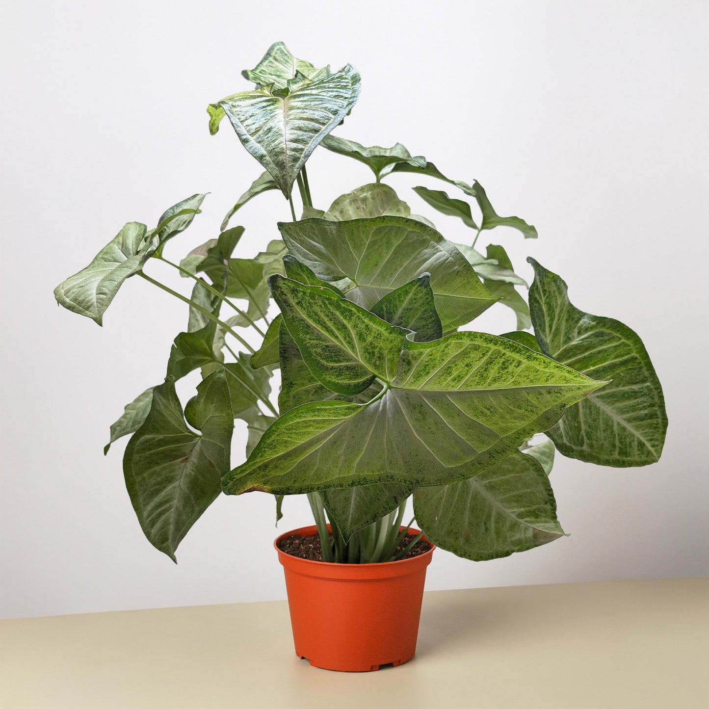 Syngonium 'Confetti'