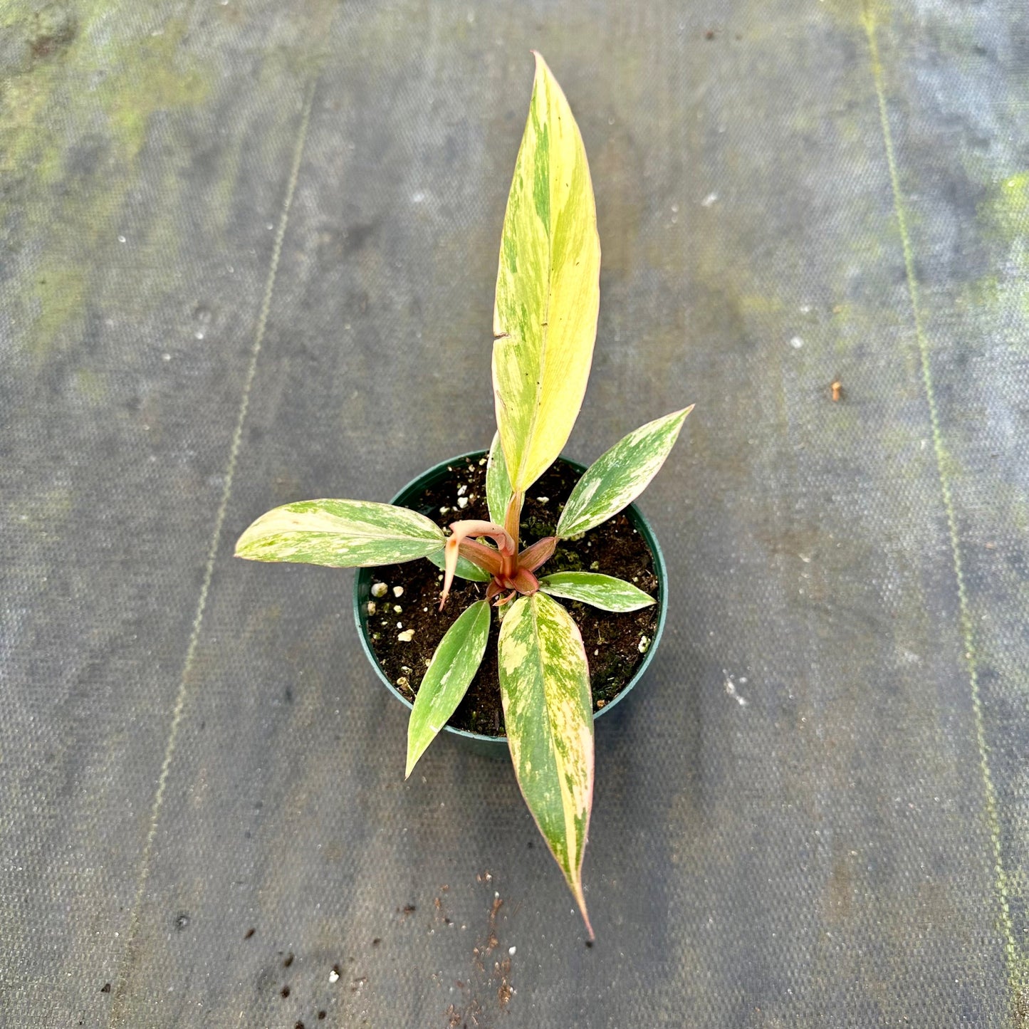 4" Philodendron caramel marble