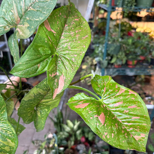 4” Syngonium pink splash allusion