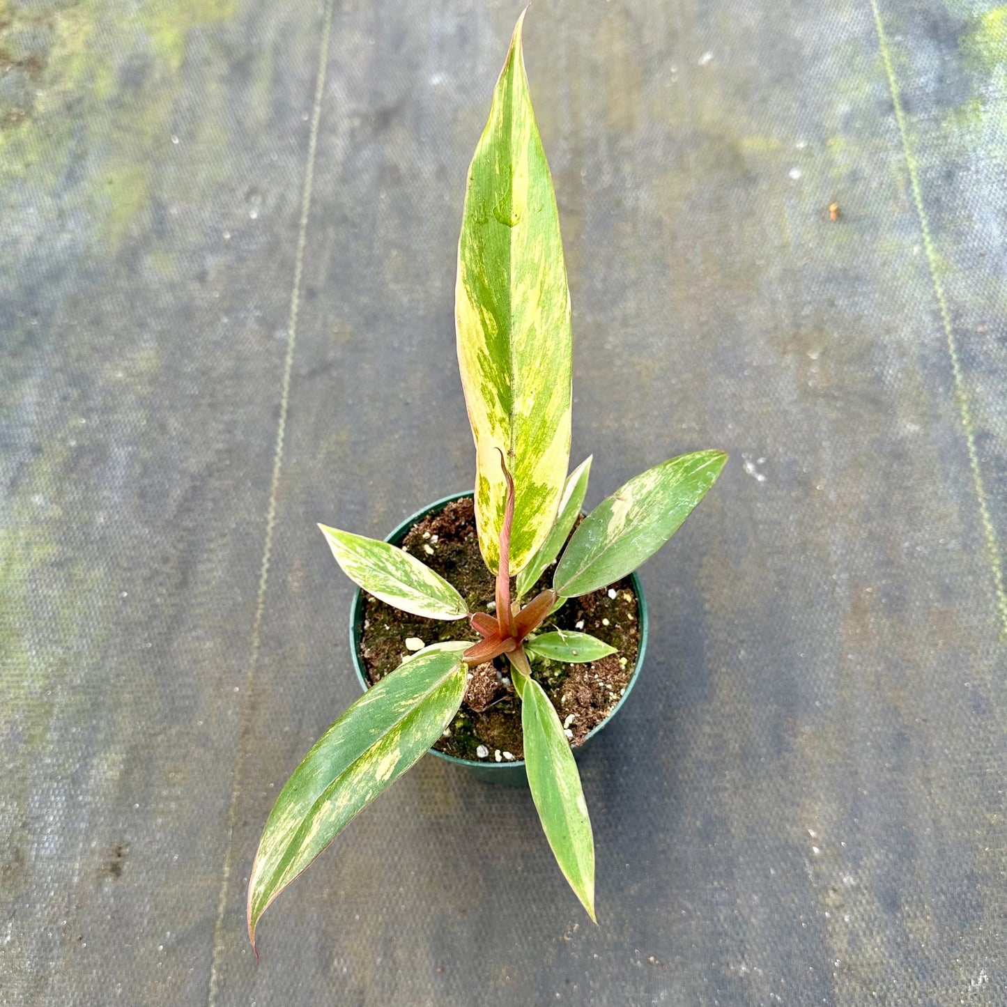 4" Philodendron caramel marble