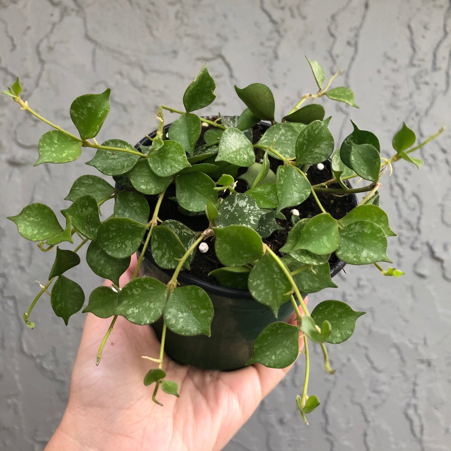4” Hoya Curtisii