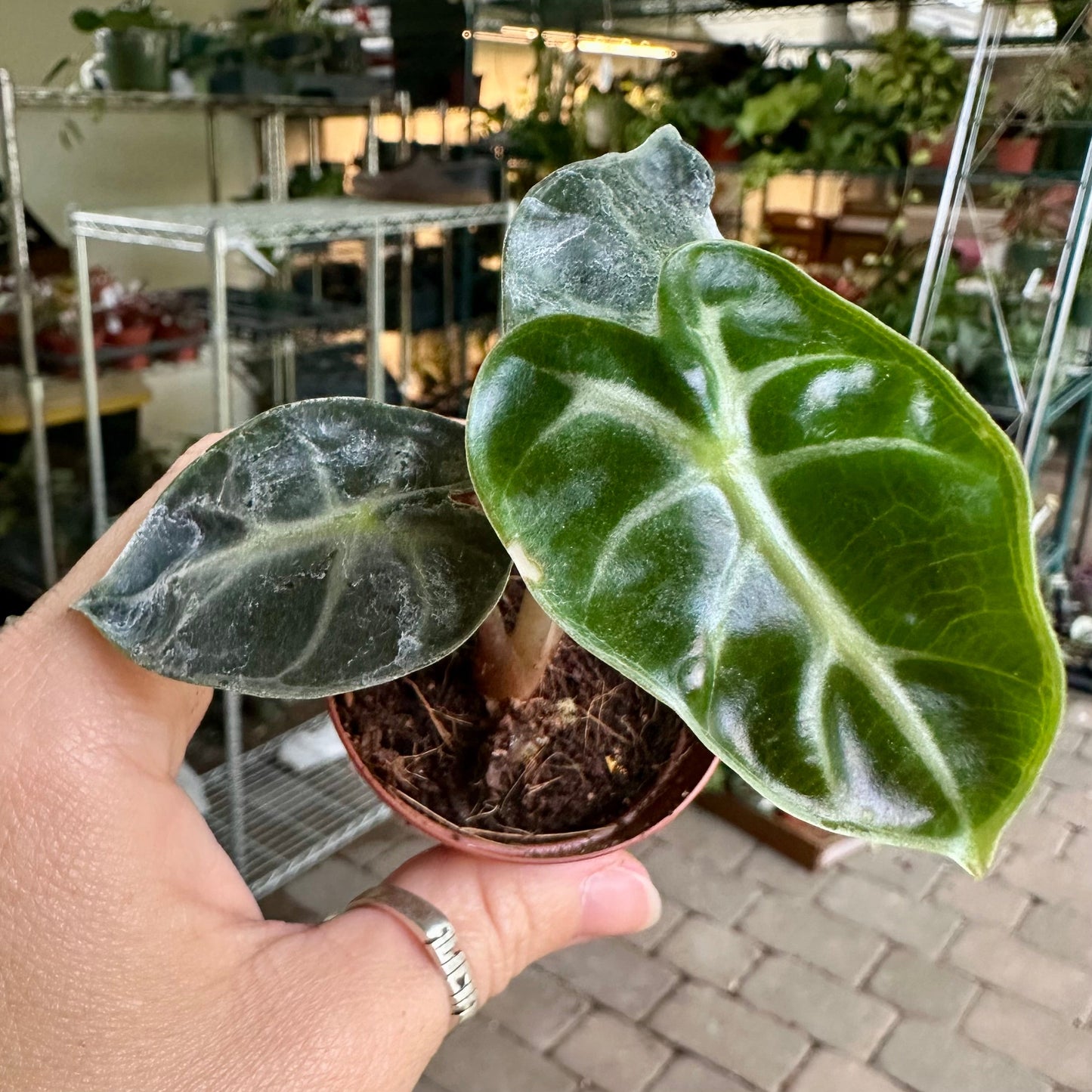 Alocasia Heart Balloon - 2” pot