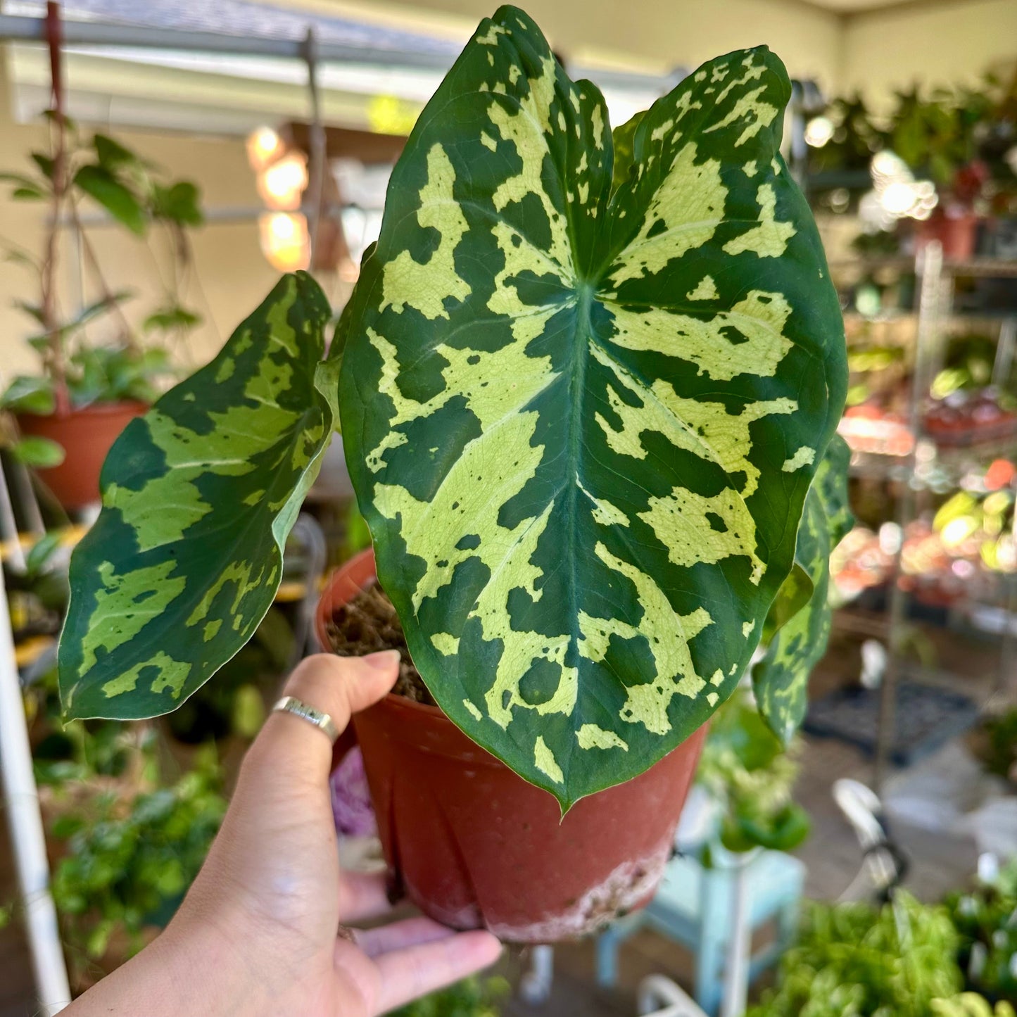 Alocasia / Colocasia Hilo Beauty - 6” pot