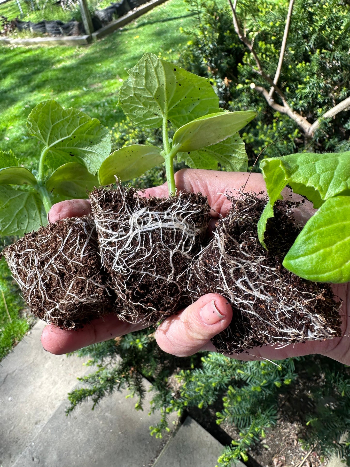 Seedling & Propagation Mix (Large Gallons Only to Start)