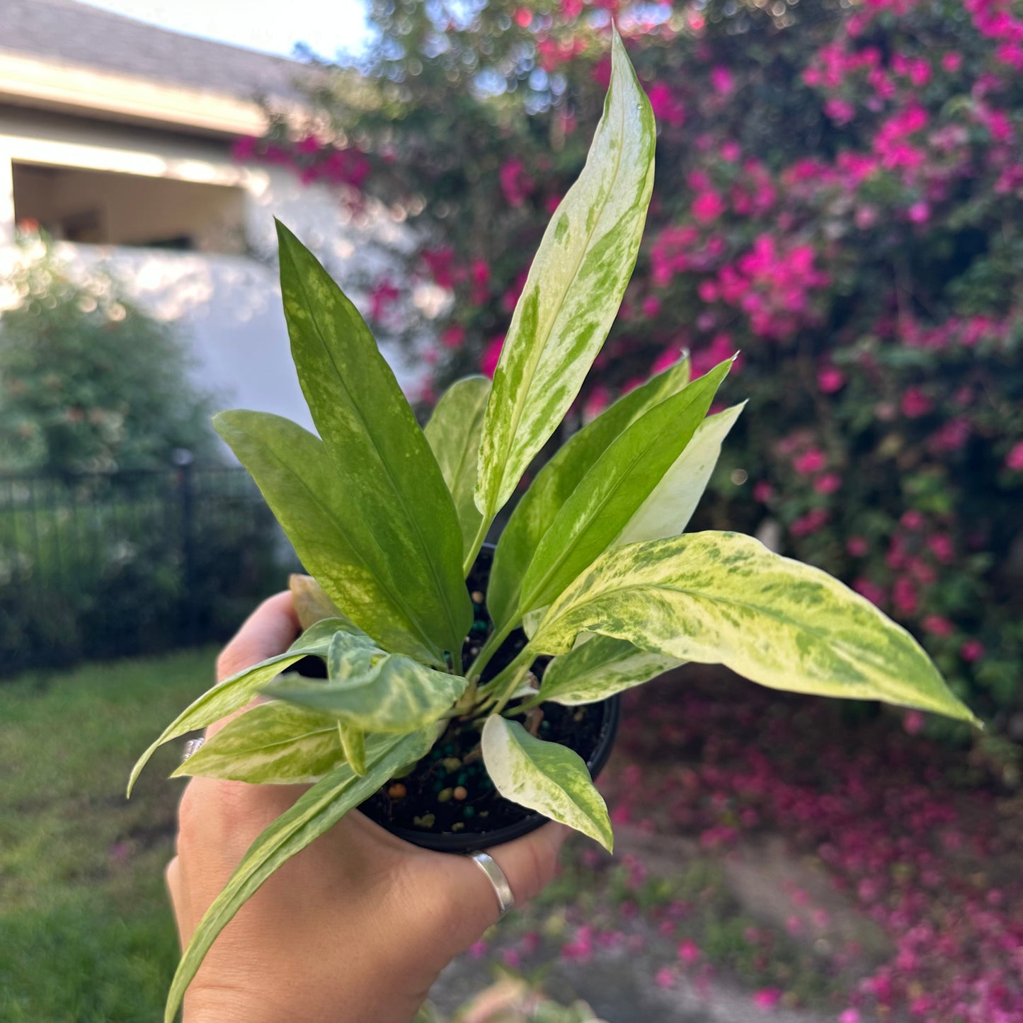 4” Anthurium vittarifolium variegated