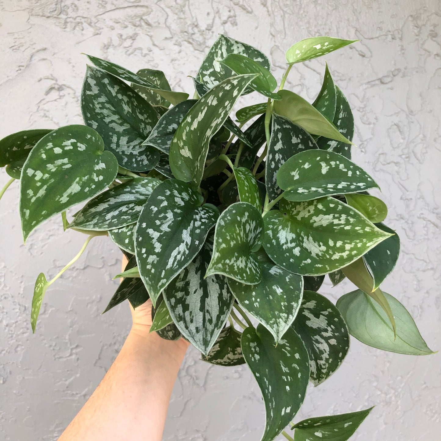 6" Scindapsus pictus 'argyraeus'