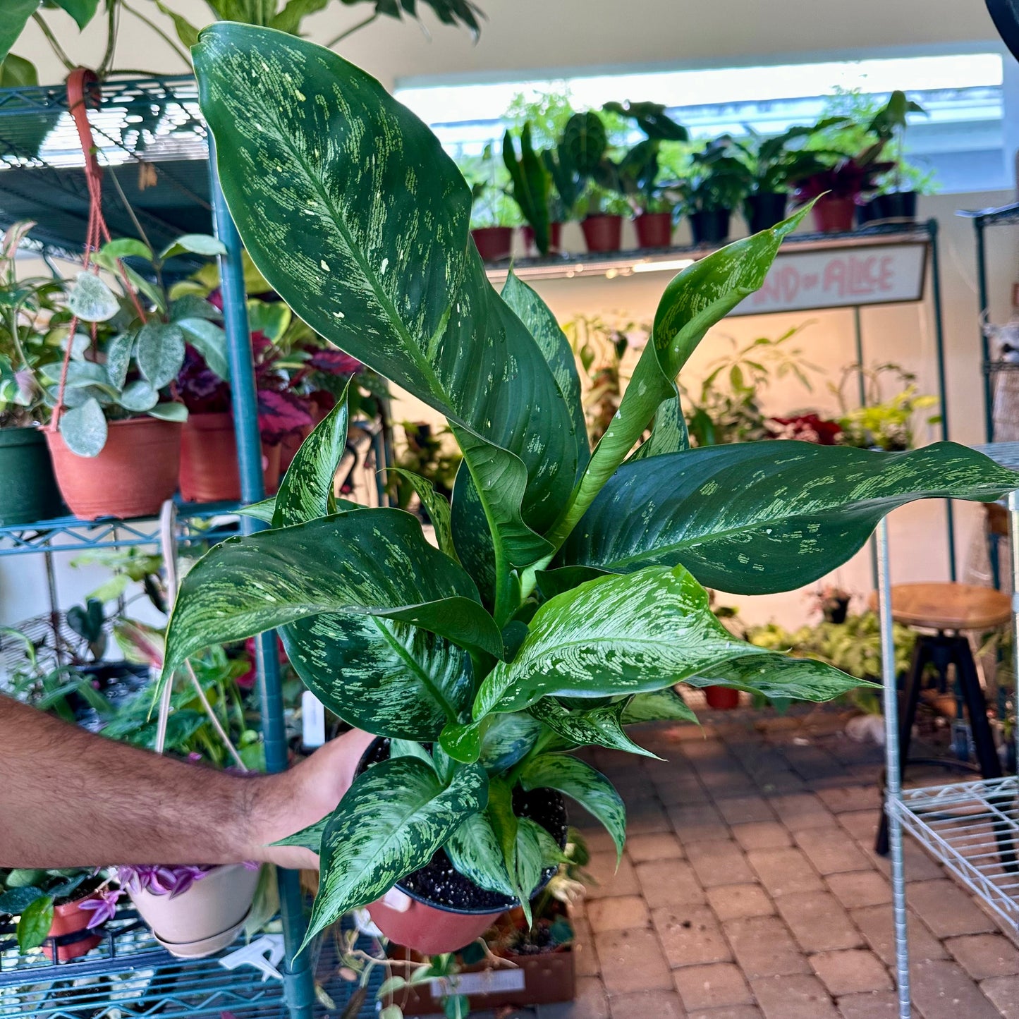 Dieffenbachia sp snow - 6” pot