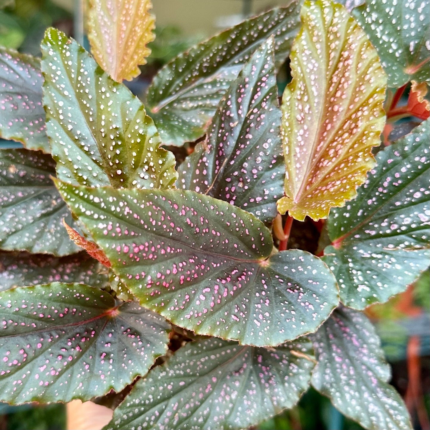 4” Angel Wing Begonia pink maculata - Benito Pink