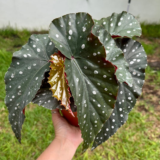 6” Angel Wing Begonia - ‘Harmony's Dark Avenger’