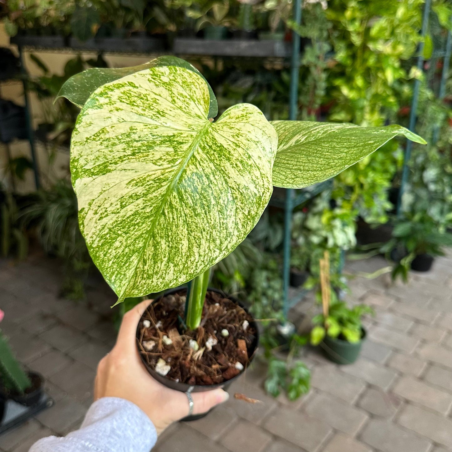 4" Monstera white monster