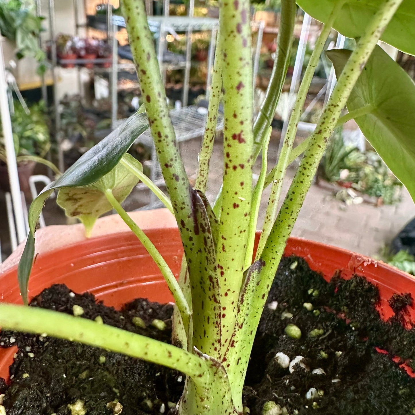 Alocasia princeps - 4” pot