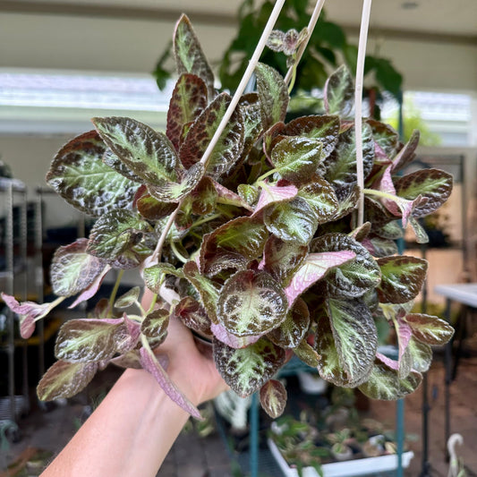 6" Episcia ‘silver screen’