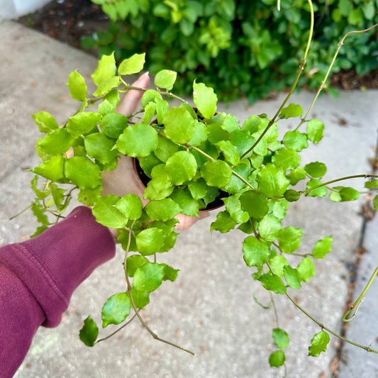 4” Hoya endauensis