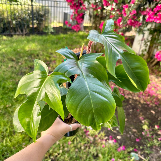 Philodendron squamiferum on plank - fuzzy red stems - 4” pot