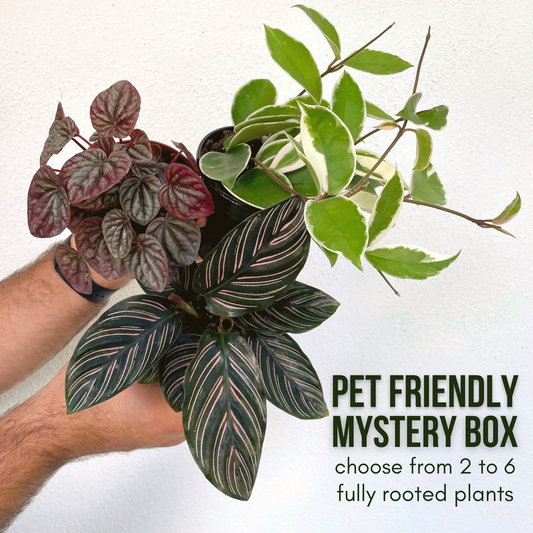 Pet Friendly Plant Box - contains 3-5 non-toxic plants