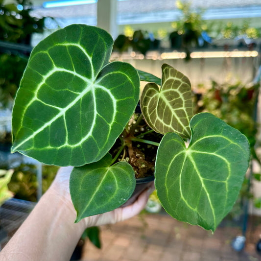 Anthurium Clarinervium - 4” pot