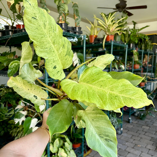 6” Philodendron snow drift