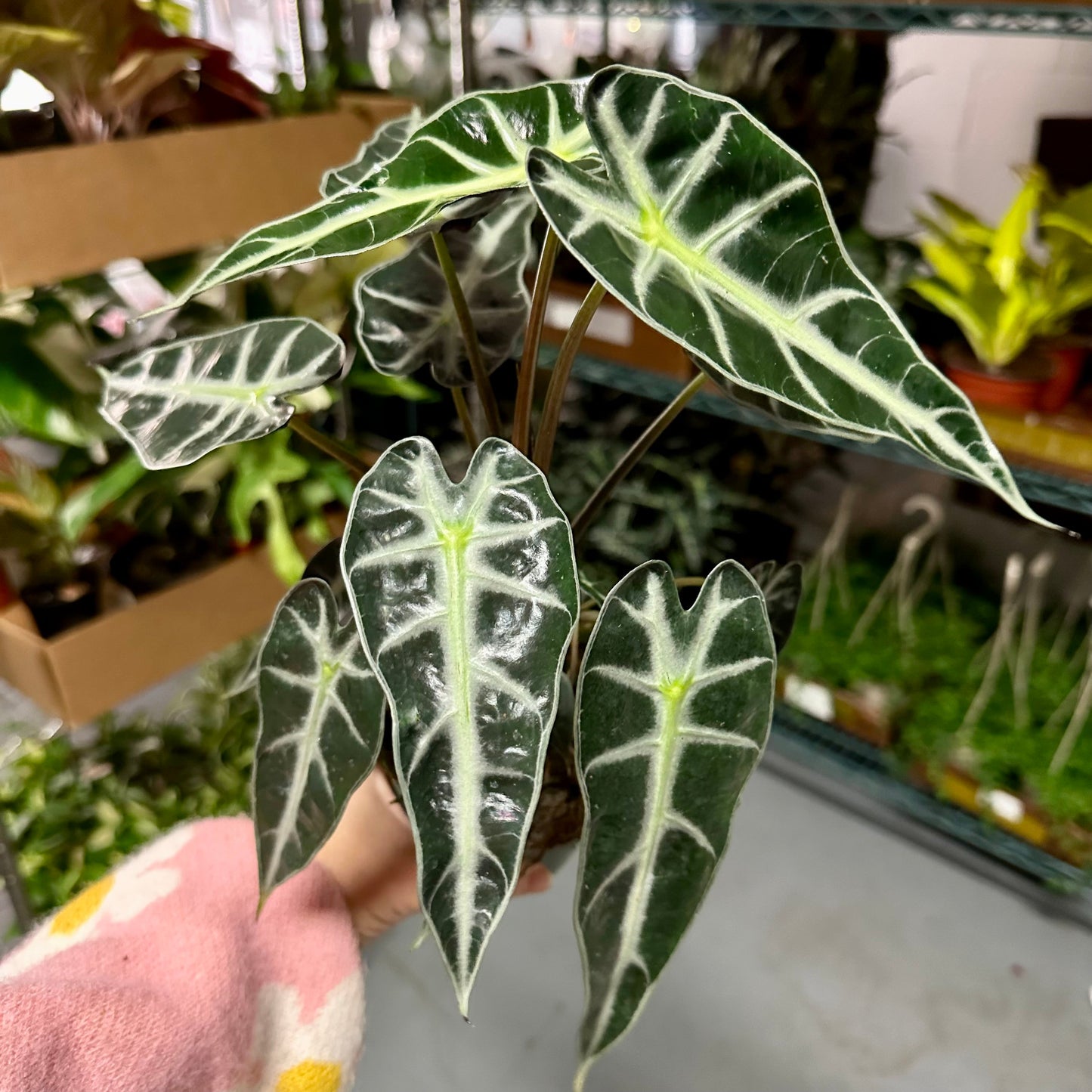 4” Alocasia bambino
