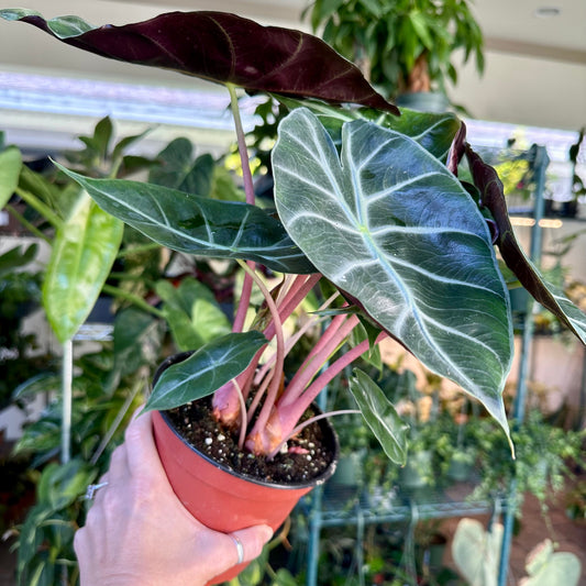 Alocasia Morocco - pink dragon - 4” pot