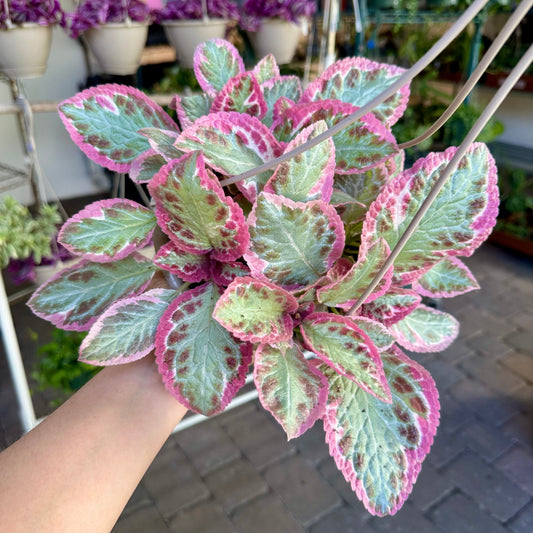 6" Episcia ‘brocade’