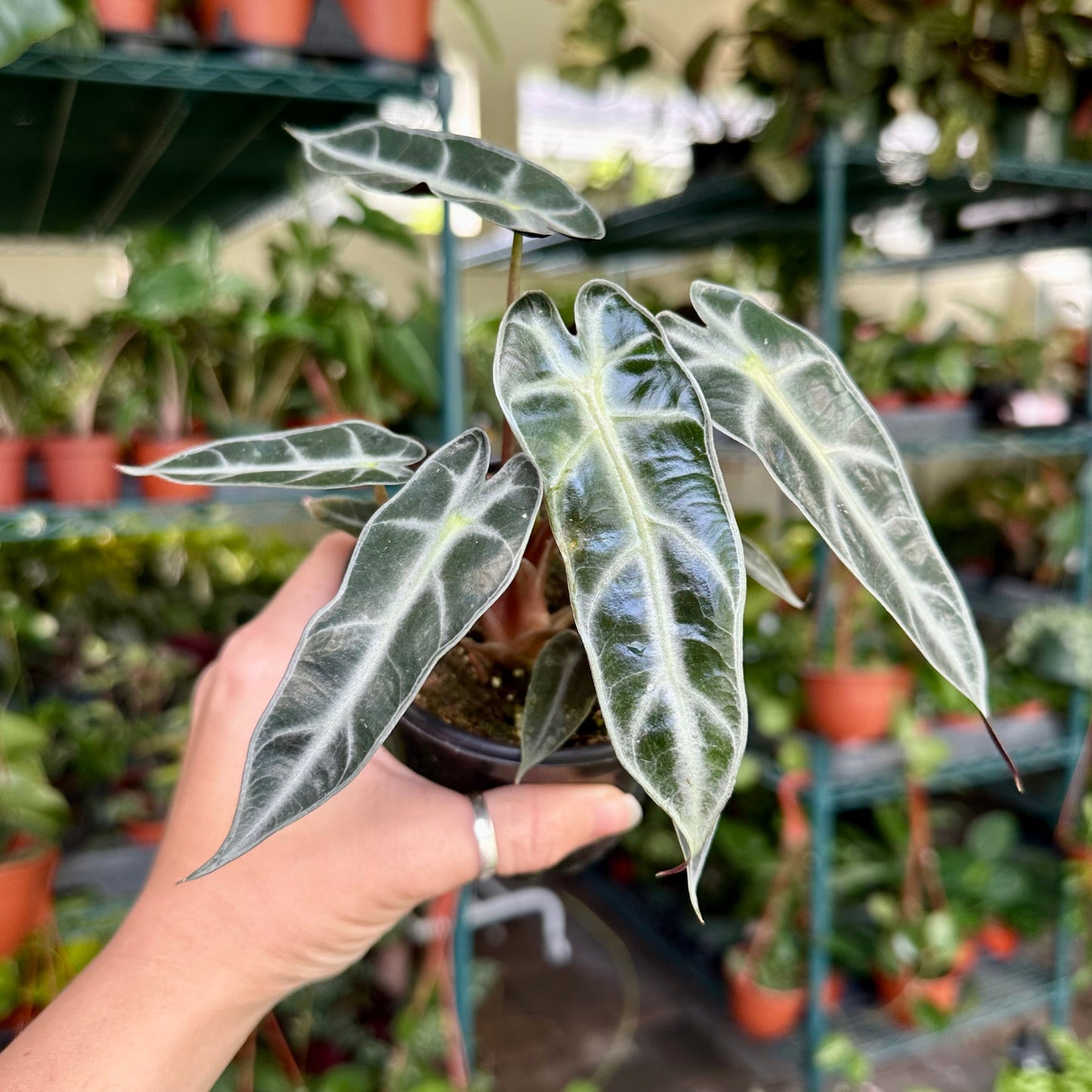 4” Alocasia bambino