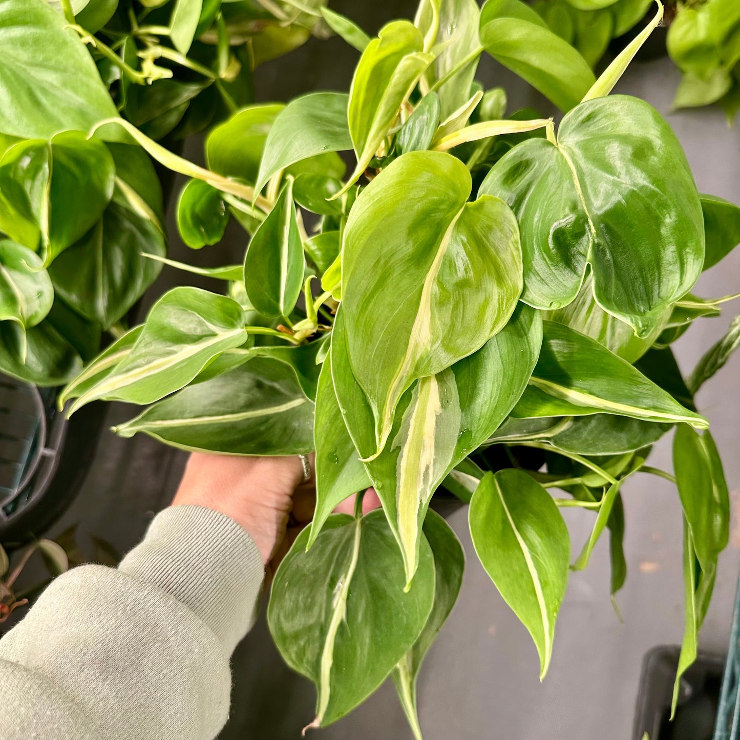 6” Philodendron silver stripe