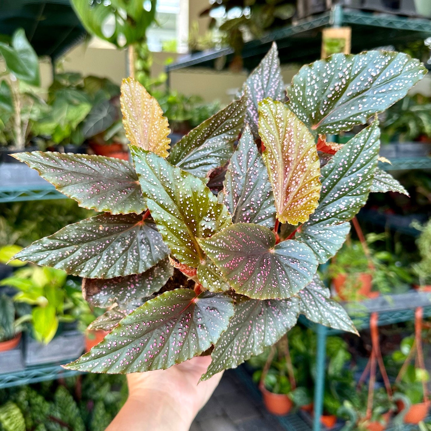 4” Angel Wing Begonia pink maculata - Benito Pink