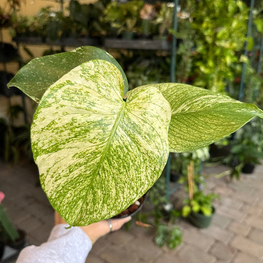 4" Monstera white monster