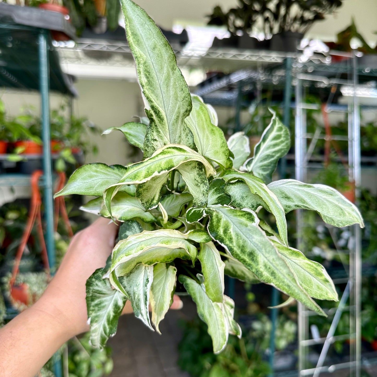 4” Syngonium starlite