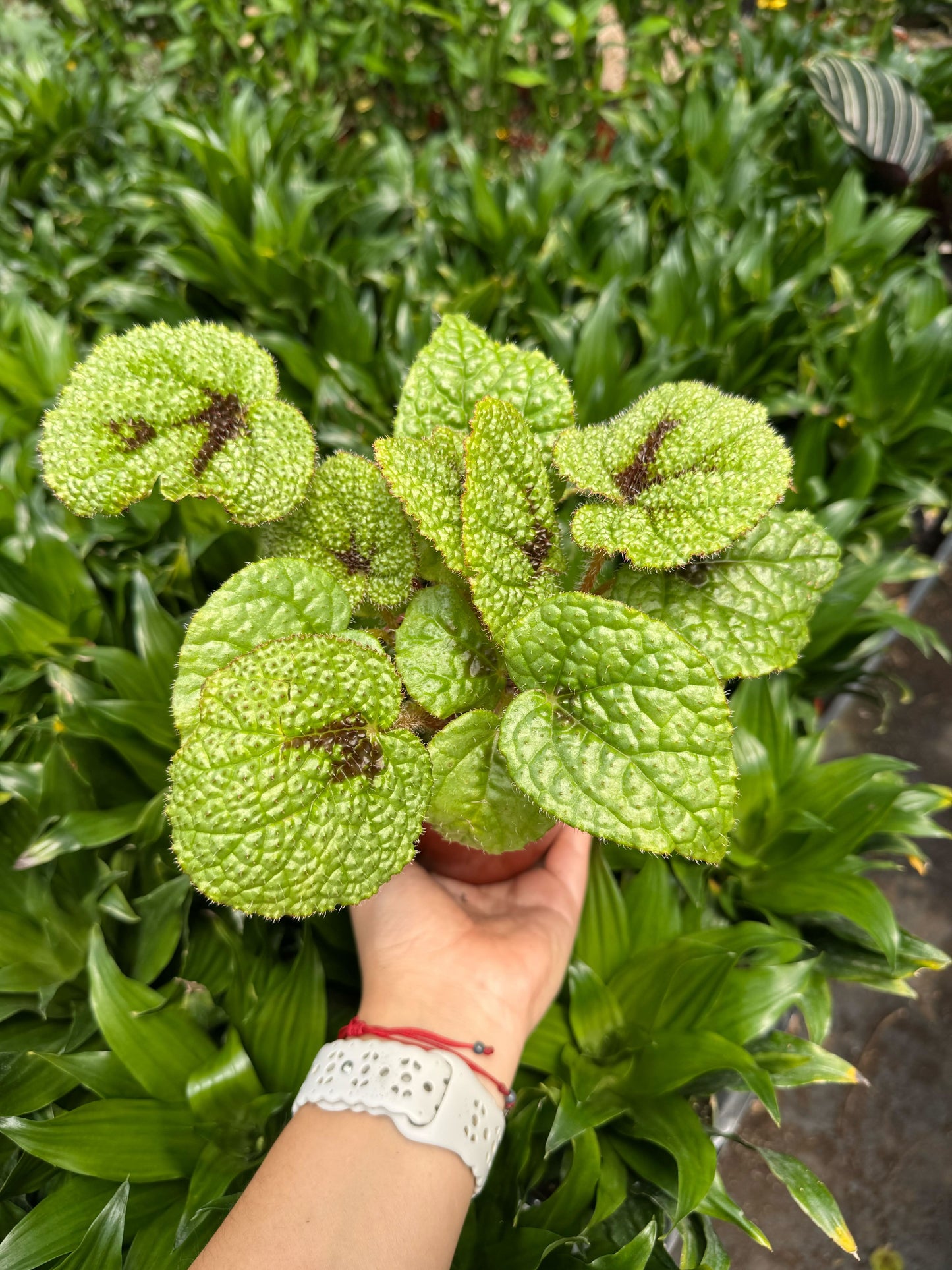 Begonia 'Iron Cross'
