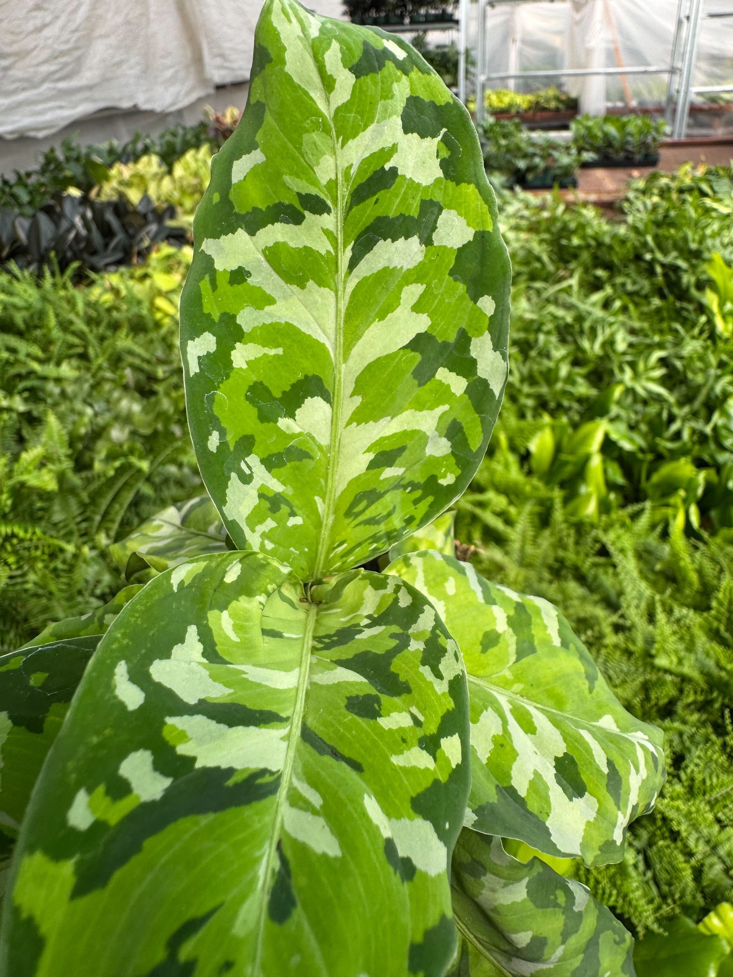 Chinese Evergreen Pictum Tricolor