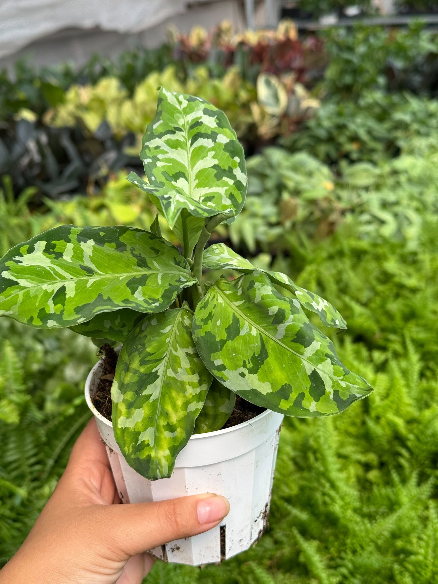 Chinese Evergreen Pictum Tricolor