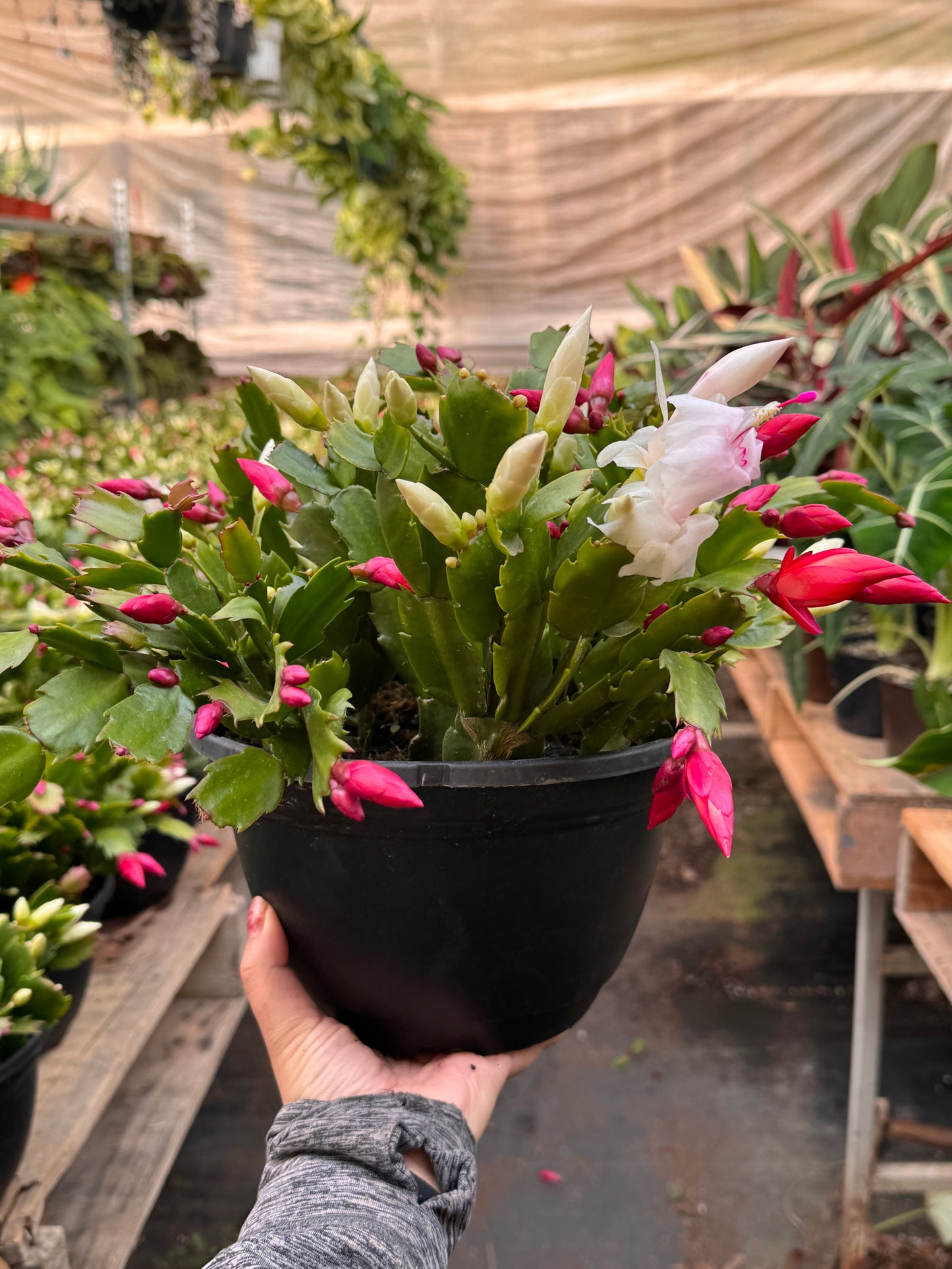 Zygocactus 'Christmas Cactus'