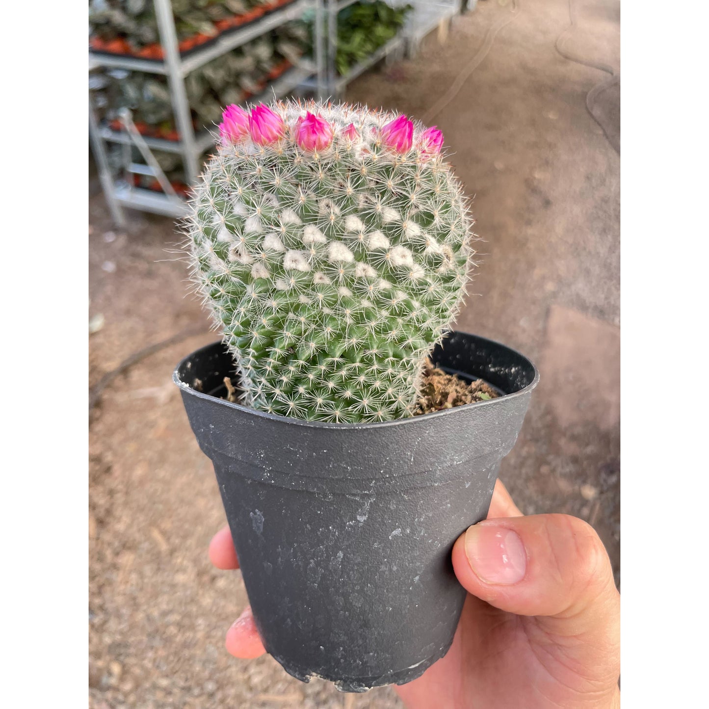 Mammillaria Hahniana Cactus