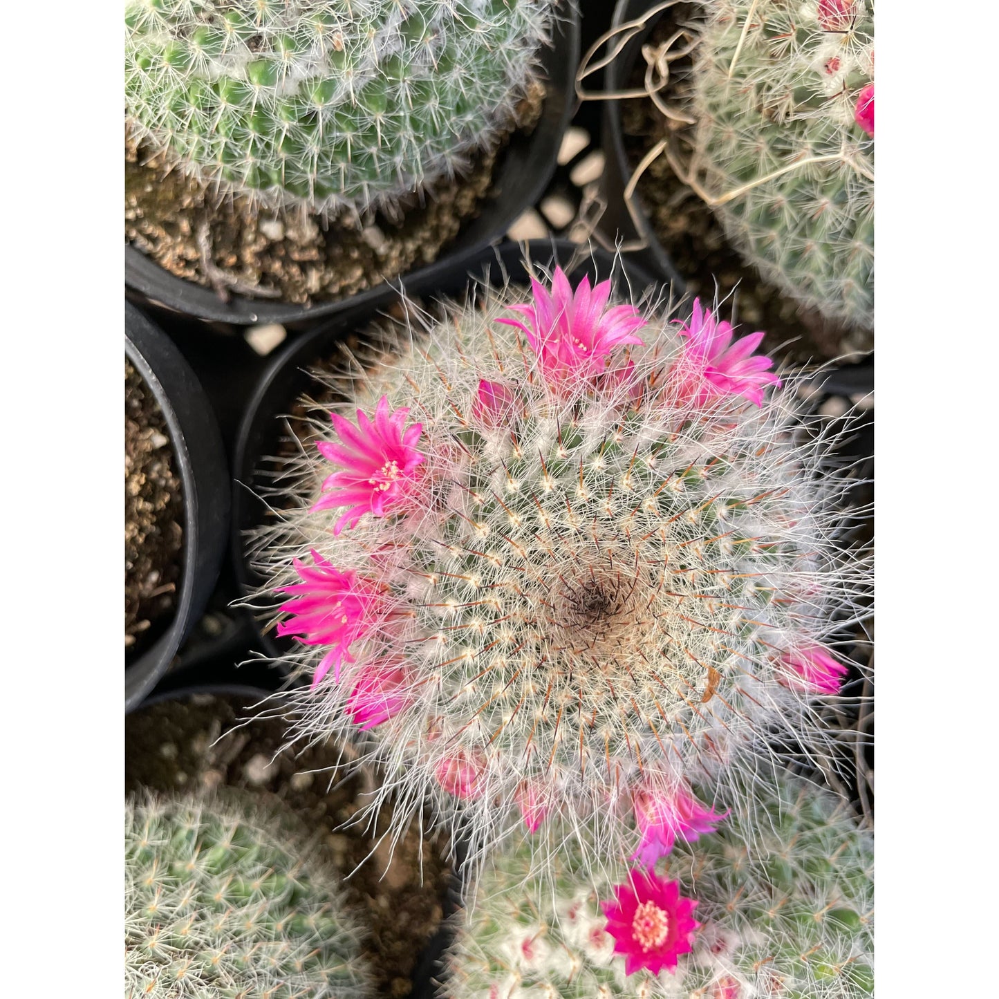 Mammillaria Hahniana Cactus