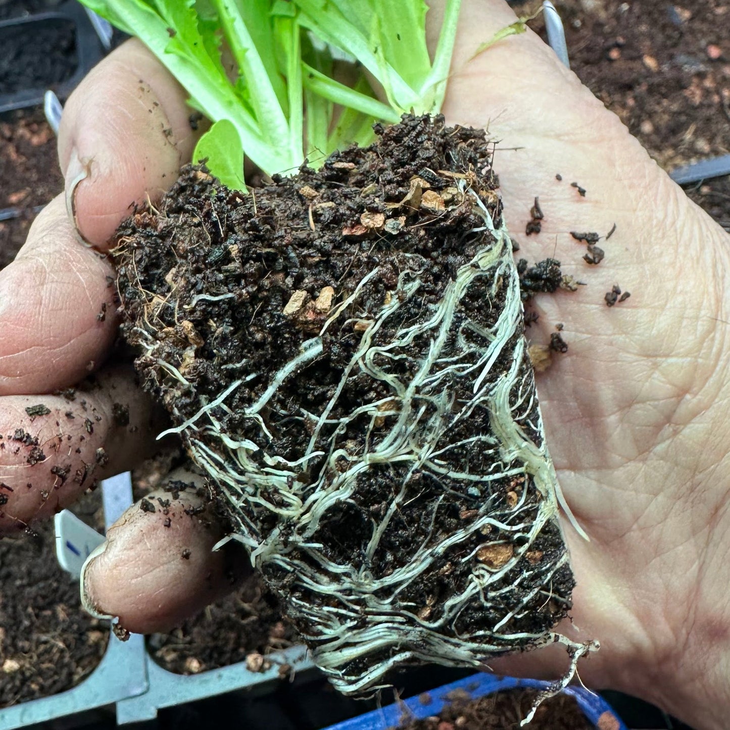 Seedling & Propagation Mix (Large Gallons Only to Start)