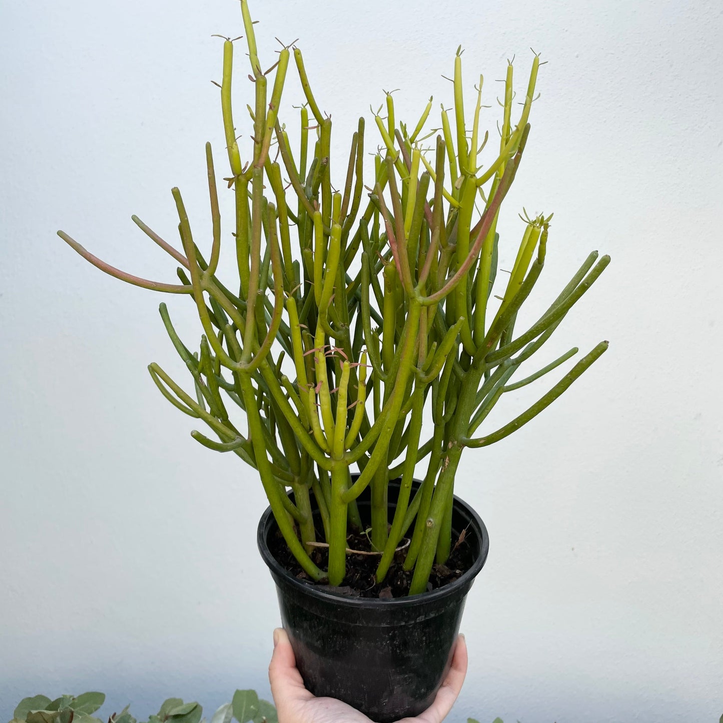 6” Pencil Cactus - Euphorbia Tirucalli - colorful