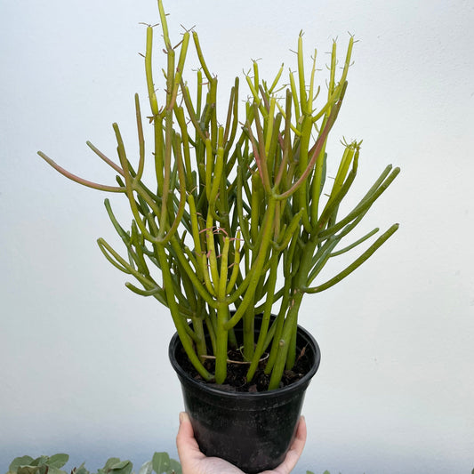 6” Pencil Cactus - Euphorbia Tirucalli - colorful